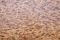 Пробковое покрытие Corksribas E-Cork Exclusive Collection Tejo ( Bloodstone)